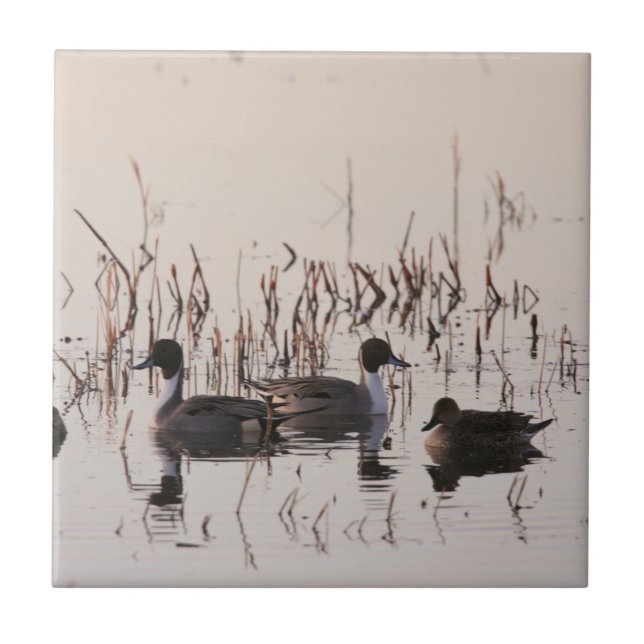 Group of Pintail Ducks Gather and Swims in a lake Ceramic Tile (Front)