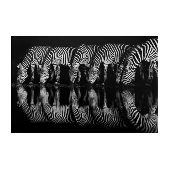 Group of Plains Zebra Drink Together at Night Acrylic Print (Front)