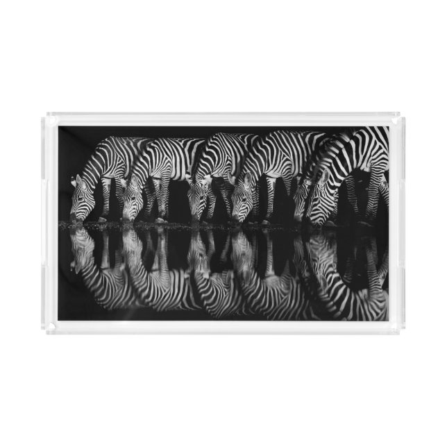 Group of Plains Zebra Drink Together at Night Acrylic Tray (Front)