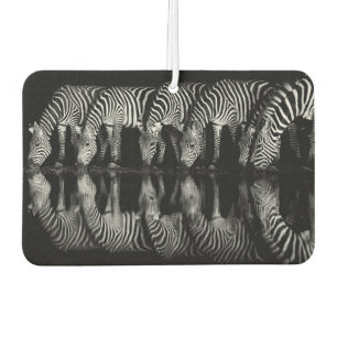 Group of Plains Zebra Drink Together at Night Air Freshener