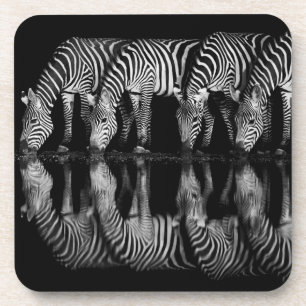 Group of Plains Zebra Drink Together at Night Beverage Coaster