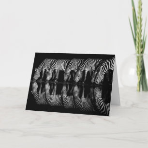Group of Plains Zebra Drink Together at Night Card