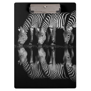 Group of Plains Zebra Drink Together at Night Clipboard
