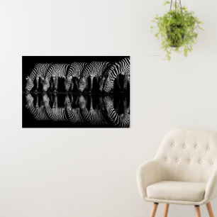 Group of Plains Zebra Drink Together at Night Foam Board