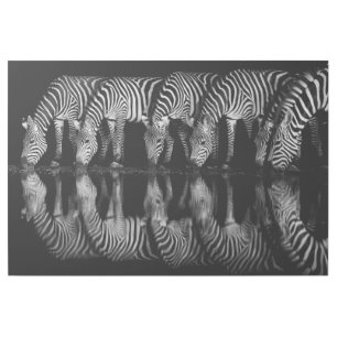 Group of Plains Zebra Drink Together at Night Gallery Wrap