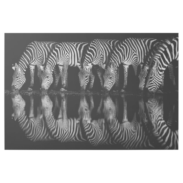Group of Plains Zebra Drink Together at Night Gallery Wrap (Front)