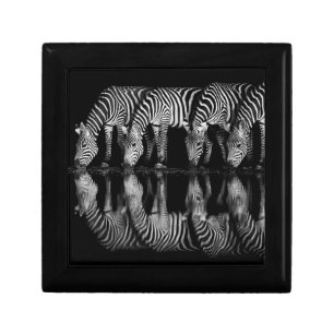 Group of Plains Zebra Drink Together at Night Gift Box
