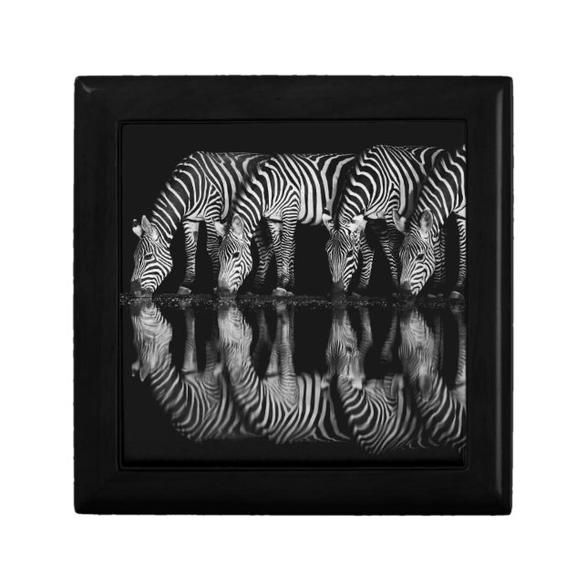 Group of Plains Zebra Drink Together at Night Gift Box (Front)