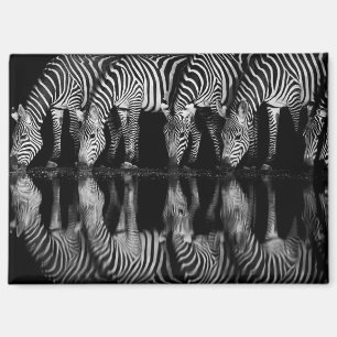 Group of Plains Zebra Drink Together at Night Magnet