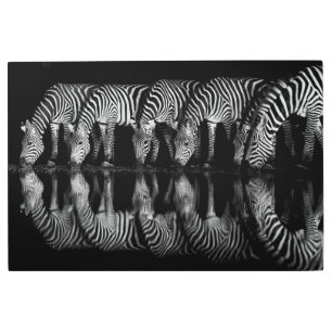 Group of Plains Zebra Drink Together at Night Metal Print