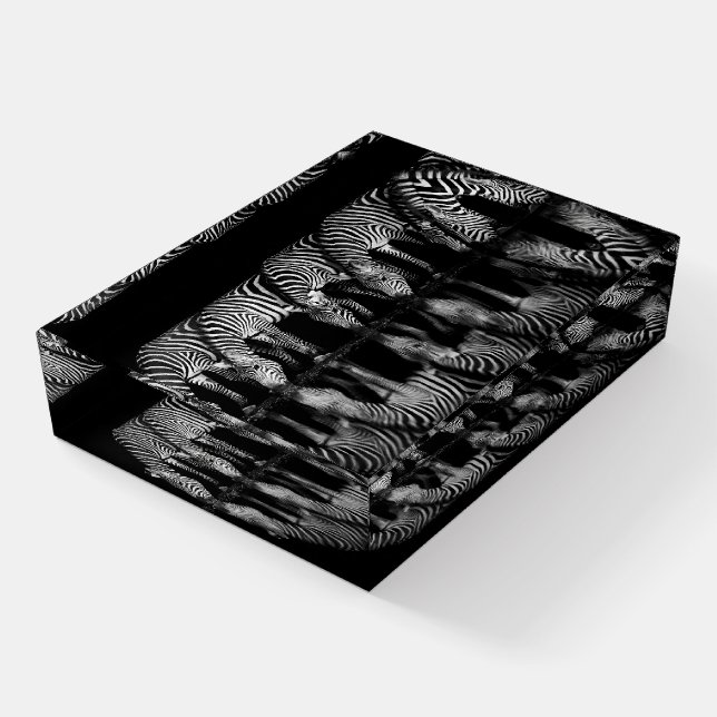 Group of Plains Zebra Drink Together at Night Paperweight (Angled)