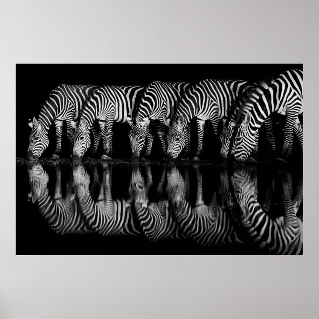 Group of Plains Zebra Drink Together at Night Poster (Front)
