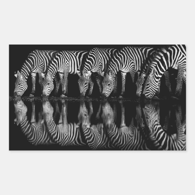 Group of Plains Zebra Drink Together at Night Rectangular Sticker (Front)