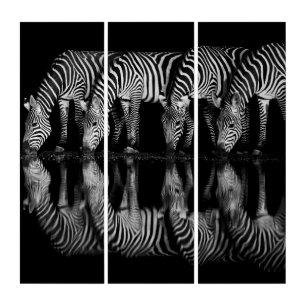Group of Plains Zebra Drink Together at Night Triptych