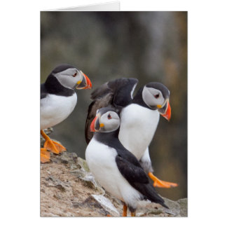 Group of Puffins Cards