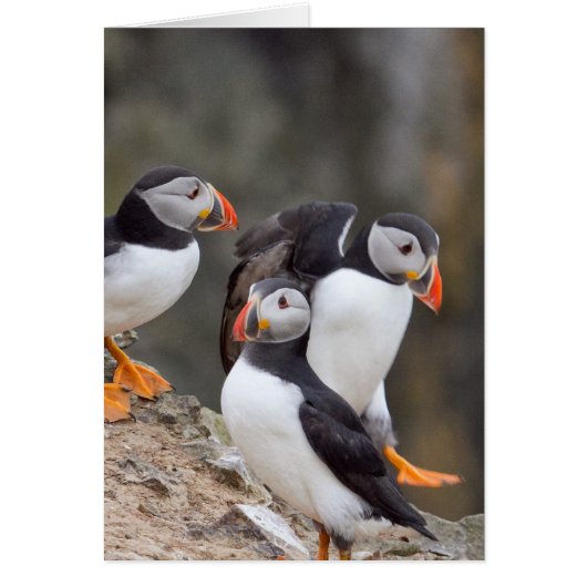 Group of Puffins Cards (Front)