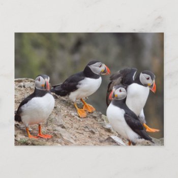 Group Of Puffins Postcard by Welshpixels at Zazzle