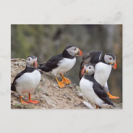 Group Of Puffins Postcard