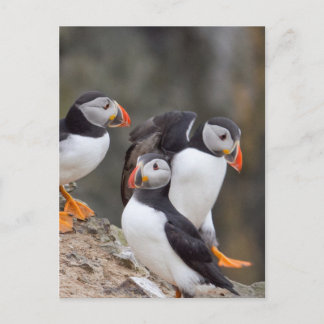 Group of Puffins Postcard