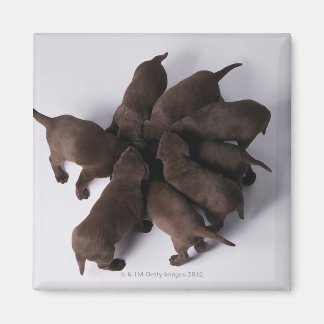 Group of puppies with heads together magnet (Front)
