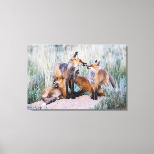Group of Red Fox Kits with Mother Canvas Print