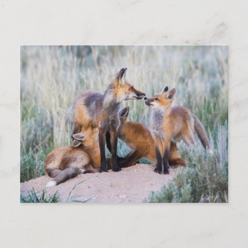 Group of Red Fox Kits with Mother Postcard