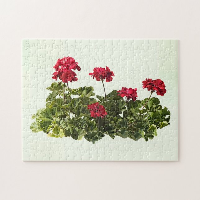 Group of Red Geraniums Jigsaw Puzzle (Horizontal)