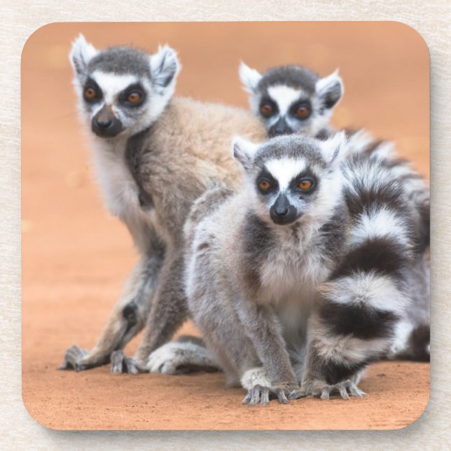 Group of Ring-Tailed Lemurs Beverage Coaster (Front)