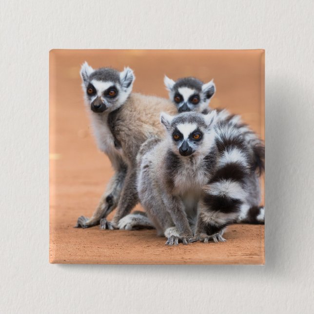 Group of Ring-Tailed Lemurs Button (Front)
