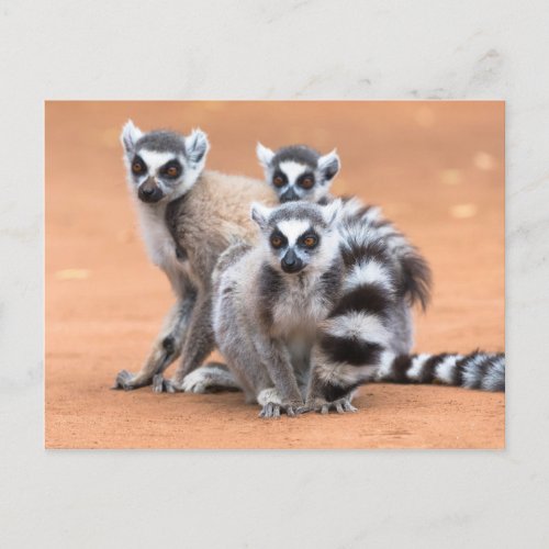 Group of Ring_Tailed Lemurs Postcard
