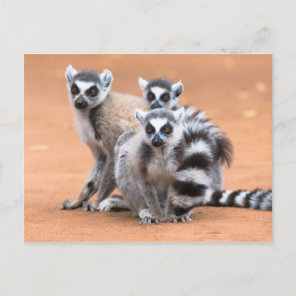 Group of Ring-Tailed Lemurs Postcard