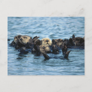Group of Sea Otters Postcard