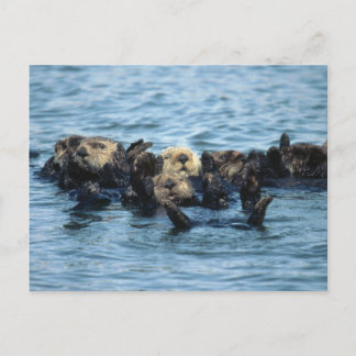Group of Sea Otters Postcard