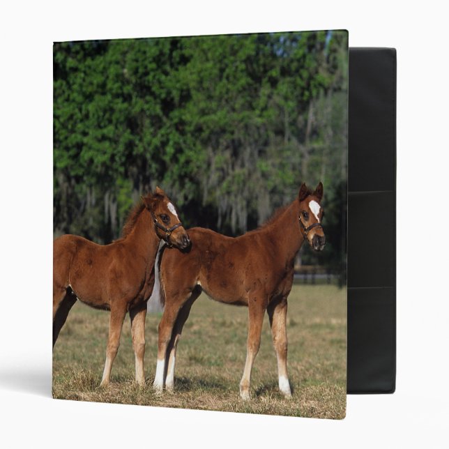 Group of Thoroughbred Foals Binder (Front/Inside)