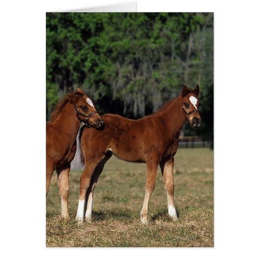 Group of Thoroughbred Foals Cards (Front)