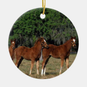 Group of Thoroughbred Foals Ceramic Ornament