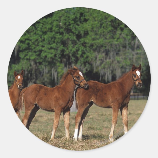 Group of Thoroughbred Foals Classic Round Sticker (Front)