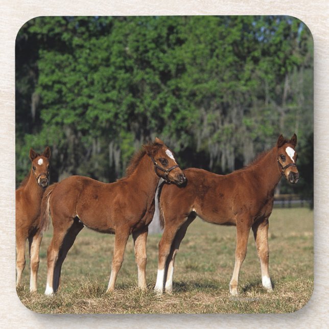 Group of Thoroughbred Foals Drink Coaster (Front)