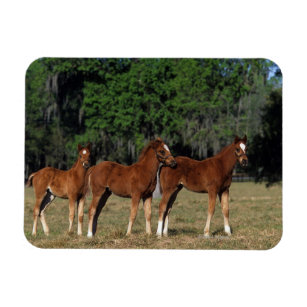 Group of Thoroughbred Foals Magnet