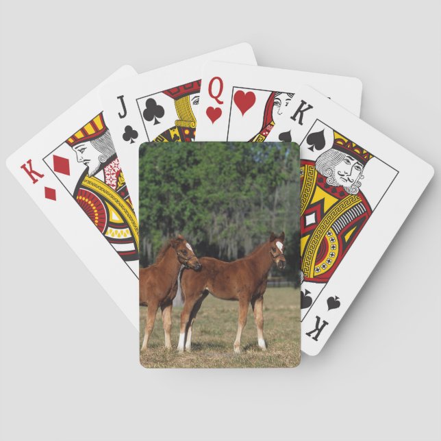 Group of Thoroughbred Foals Poker Cards (Back)