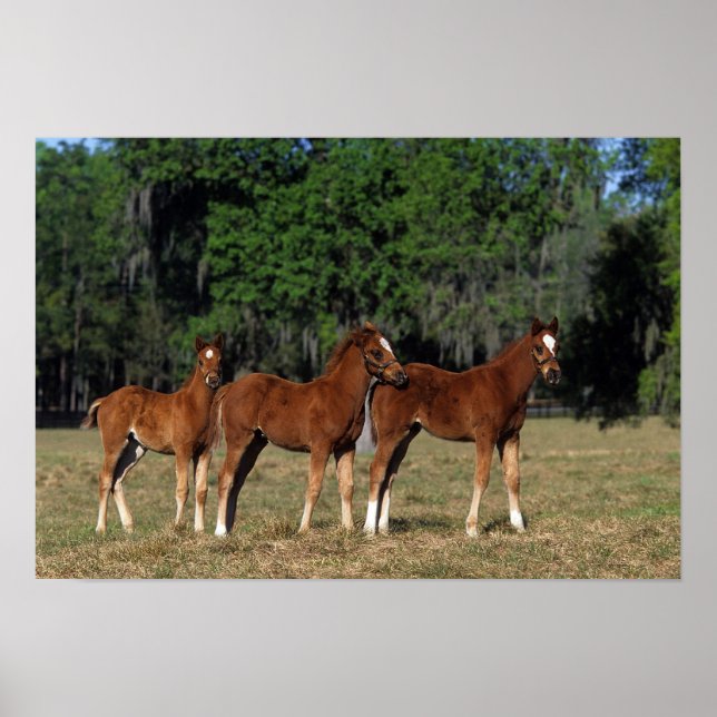 Group of Thoroughbred Foals Poster (Front)