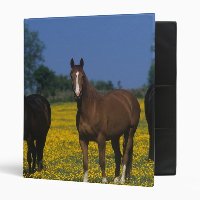 Group of Thoroughbred Horses 3 Ring Binder (Front/Inside)