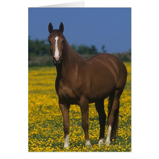 Group of Thoroughbred Horses Cards (Front)