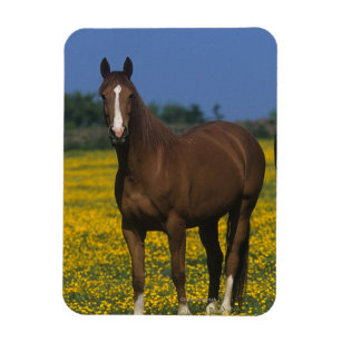 Group of Thoroughbred Horses Magnet