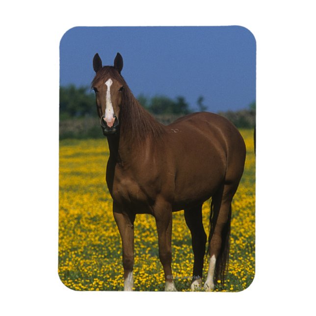 Group of Thoroughbred Horses Magnet (Vertical)