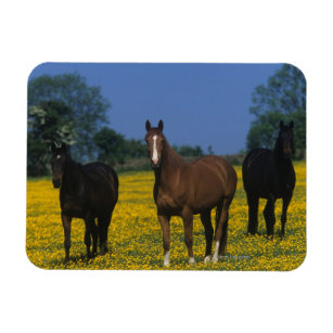 Group of Thoroughbred Horses Magnet
