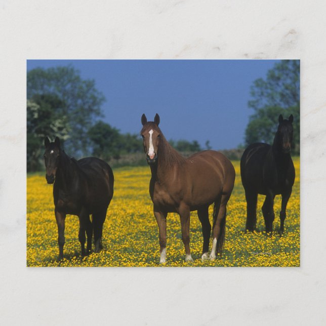 Group of Thoroughbred Horses Postcard (Front)