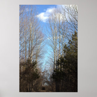 Group of Trees Photo Poster