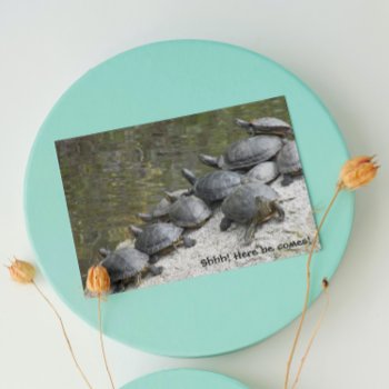 Group Of Turtles On Rock Funny Nature Birthday Card by northwestphotos at Zazzle