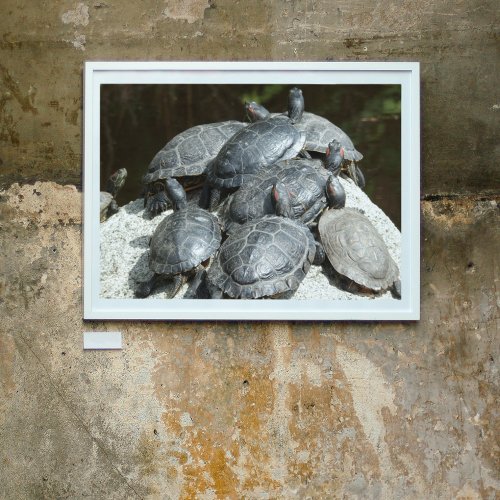 Group of Turtles on Rock Nature Photo Poster